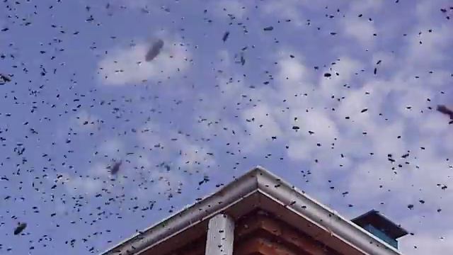 пчёлы нашли новый улик смотреть онлайн