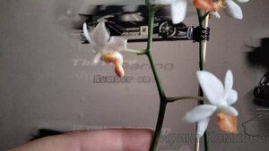Цветет орхидея Mini Mark ( Мини Марк)