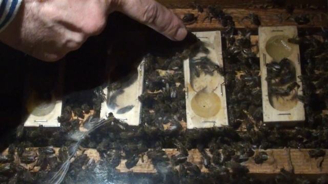 Погибли пчелы Как сохранить маток зимой Пчеловодство зимовка пчелы смотреть онлайн