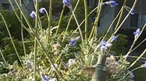 HummingBird on Lavendar plant