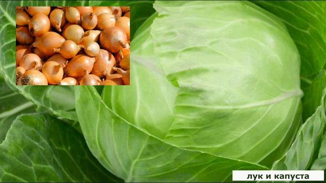 НАРОДНЫЕ ПРИМЕТЫ ПОСАДКИ ОВОЩЕЙ
