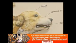 ЧЕМ КОРМИТЬ СОБАКУ  Правильные витамины для собак Советы ветеринара!