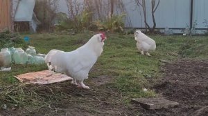 Фавероль белая.