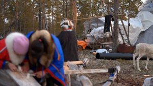 Кораль.  Жизнь лесотундры Вынгаяхи 2.