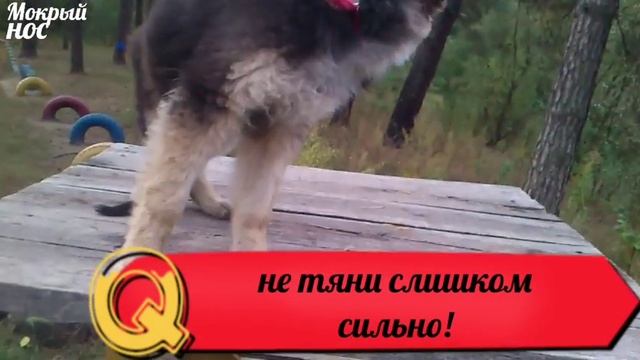 Как побороть СТРАХ ВЫСОТЫ за 10 МИНУТ!!! Дрессировка ЩЕНКА ОВЧАРКИ.