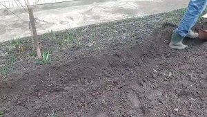 Посадка картофеля культиватором. Краткий обзор навесного оборудования.