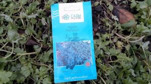 Осенняя посадка Лука и Укропа в открытом грунте