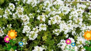 Тимьян (Чабрец) ранний Уиррал Уайт. Краткий обзор, описание thymus praecox Wirral White