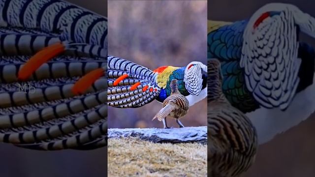 White bellied Golden Pheasant#shorts #birds #animals