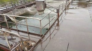 Африканский сом. Итоги выращивания в садках.