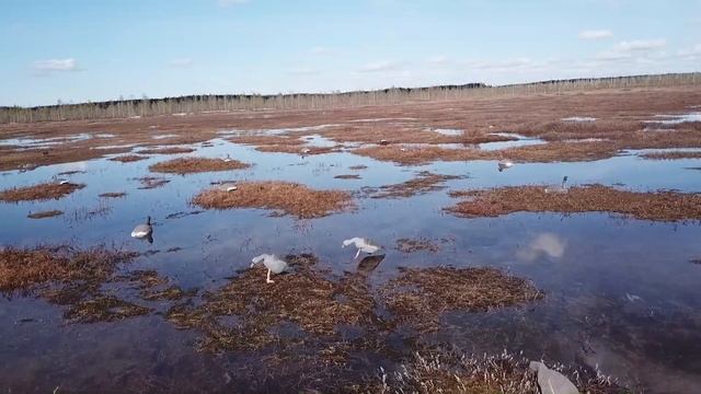 Весенняя охота на гуся на болоте. смотреть онлайн