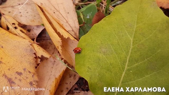 #ЛидерДома: фотовыставка "Краски осени" от фотоклуба "Лови момент"