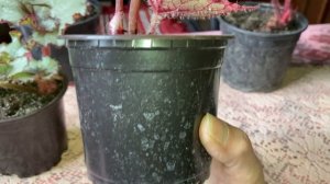 Декоративно-лиственные бегонии зимой, в конце января.