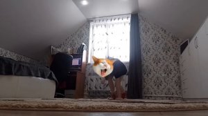 🌿Туториал по квадробике! Что это такое и как научиться🐾