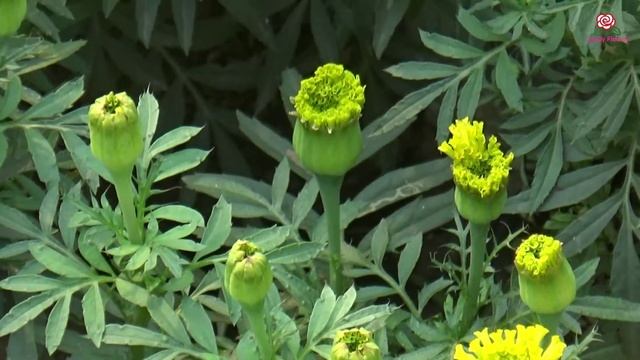 Tagetes erecta смотреть онлайн