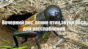 Летний вечер в лесу. Пение птиц для расслабления