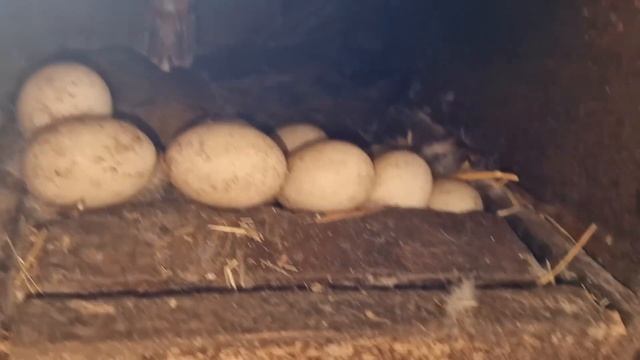 села утка! заменил ей яйцо! смотреть онлайн