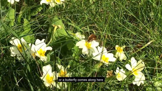 Discover the humble primrose смотреть онлайн