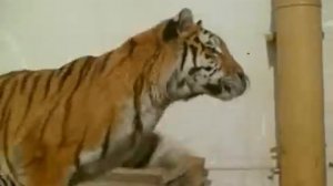 Полосатый рейс_chunk_43.avi