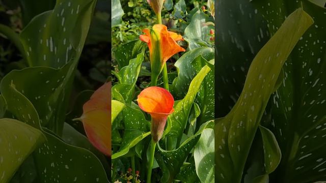 Beautiful Flowers. The Netherlands.  Nature  #videography  #flowers