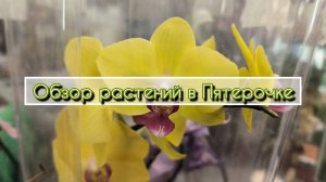 Обзор растений в Пятерочке | часть 2