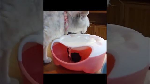 Товары для животных 29804529 смотреть онлайн