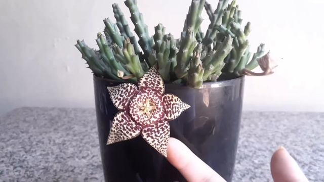 Dicas de cultivo: Orbea variegata смотреть онлайн