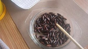 ?КАК  ВЫРАСТИТЬ ФИНИКОВУЮ ПАЛЬМУ из косточки.  Финиковая пальма В ДОМАШНИХ УСЛОВИЯХ