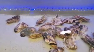 Побывал на рынке в Тюмени и посмотрел цены на рыбу и устрицы.