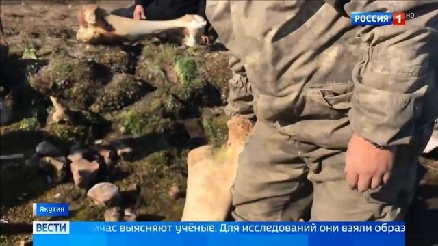 Золотой Мамонт и древняя стоянка человека – Новосибирские острова 2018