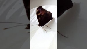 Чудны дела ТВОИ ГОСПОДИ!