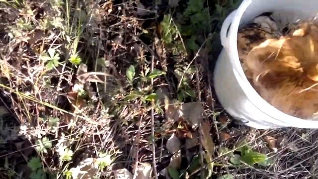 Грибное место смотреть онлайн