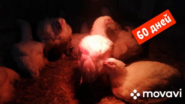 Наш опыт выращивания бройлера. КОББ500. смотреть онлайн