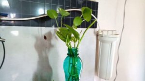 My Special Bonding with the MONEY PLANT | தமிழில் | Gardening Journey Story