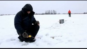 Ловля судака на мормышку