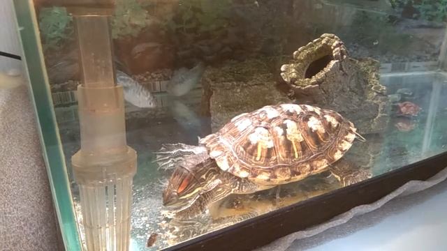 Красноухий черепах Афоня ест улиток 12.04.2018 смотреть онлайн