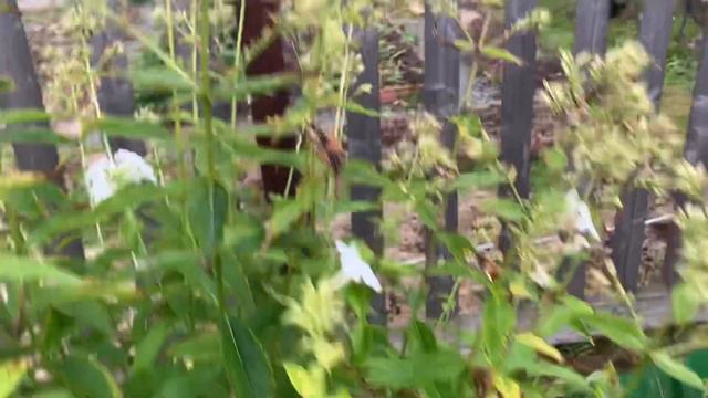 Какие цветы не боятся заморозков. 28 сентября 2023. Дача в Сибири. #хантымансийск #осень2023 смотреть онлайн