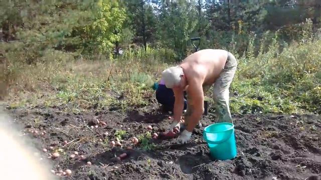 Как правильно копать картошку смотреть онлайн