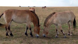 Новый табун лошадей Пржевальского доставлен в Оренбургский заповедник