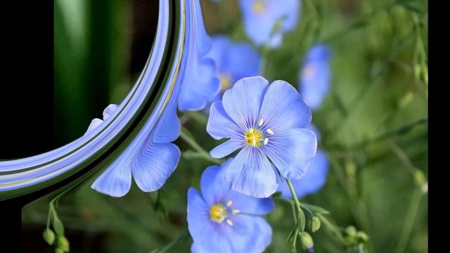 ПОЛЕЗНЫЕ СВОЙСТВА СЕМЯН ЛЬНА И ЛЬНЯНОГ МАСЛА смотреть онлайн