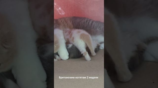 Британские котята в возрасте 2 недели #galacat #британскиекотята #питомниккошек