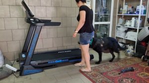 Как приучить собаку к беговой дорожке.