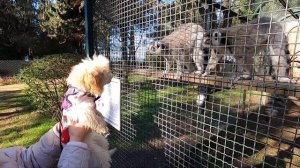 ДЕНДРОПАРК ШЕКВЕТИЛИ | Shekvetili Dendrological Park | Что посмотреть в дендропарке Шекветили?