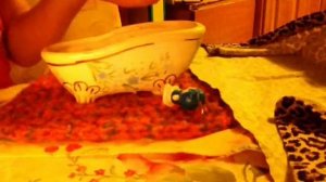 Купание мини реборна савы