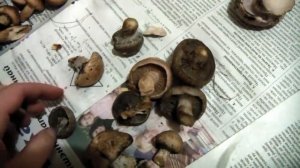 Как различать съедобные грибы