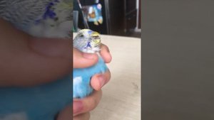 Умер Тоша. Видео больше не будет