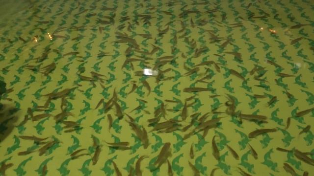 Garra Rufa Fische. Home SPA. Рыбки Гарра руфа. Домашний СПА салон смотреть онлайн