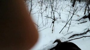 Охота на куницу с русско-европейской лайкой...