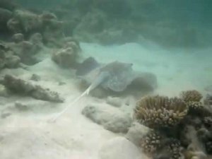 Chase for the Stingray in the Ocean, Maldives