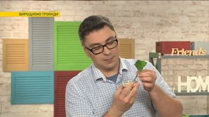 Как с засохшей розы сделать живой куст | Ранок з Україною